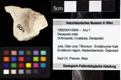 Foto (Objket + Etiketten) von Decapoda indet. 